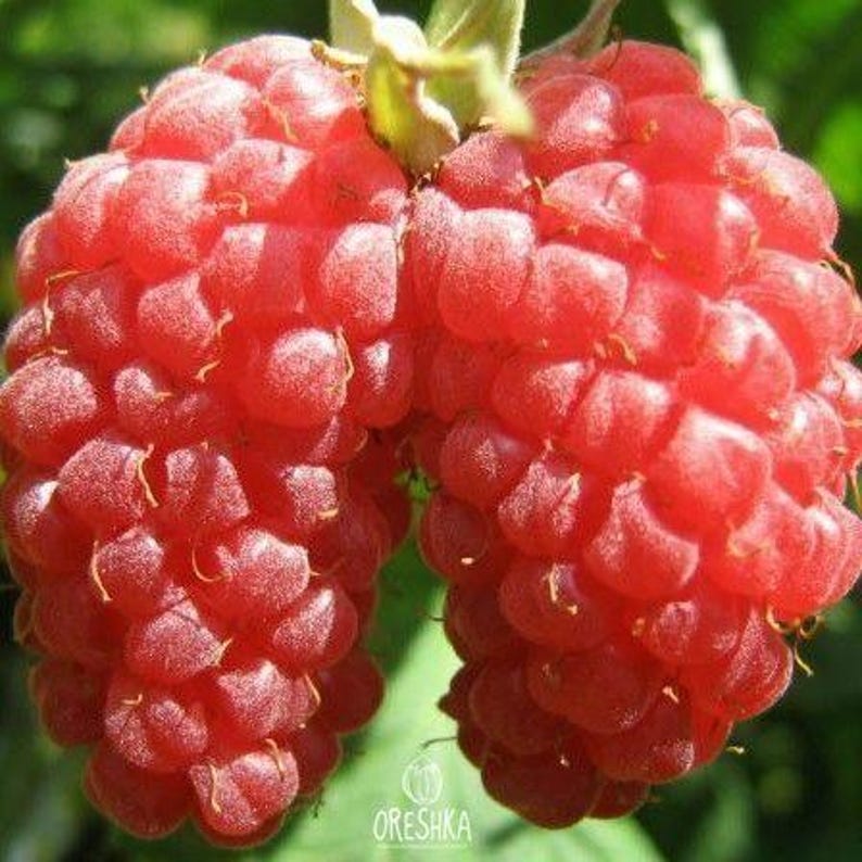 Peut inclure: Deux framboises rouges m&ucirc;res et &eacute;clatantes reli&eacute;es par la tige. Chaque fruit pr&eacute;sente une surface textur&eacute;e et bossel&eacute;e compos&eacute;e de nombreuses petites drupes. Les baies affichent une couleur rouge vive et satur&eacute;e avec de fins poils clairs.