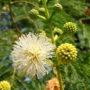 Pu&ograve; includere: Un'infiorescenza sferica bianca a forma di pon-pon con numerosi stami sottili e radianti, posizionata accanto a diversi piccoli boccioli di fiori verdi, rotondi e chiusi su un gambo verde, circondata da foglie verdi composte e piumose.