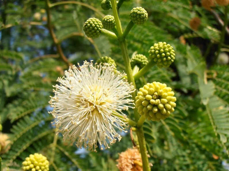 Pu&ograve; includere: Un'infiorescenza sferica bianca a forma di pon-pon con numerosi stami sottili e radianti, posizionata accanto a diversi piccoli boccioli di fiori verdi, rotondi e chiusi su un gambo verde, circondata da foglie verdi composte e piumose.