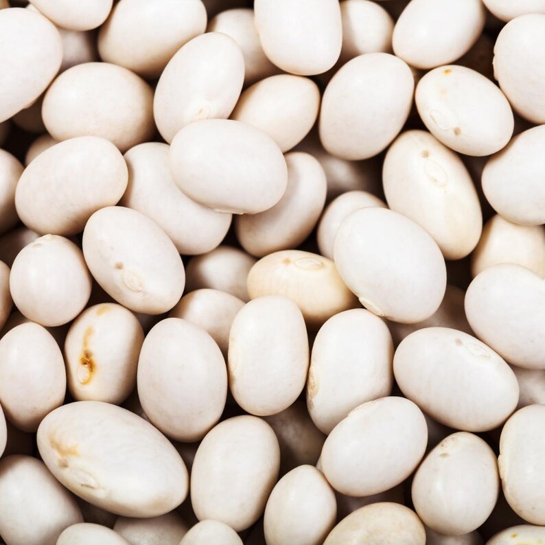 10-30 Sementes de Feijão Branco (Phaseolus vulgaris), Feijão Branco, Feijão Branco Pequeno imagem 3