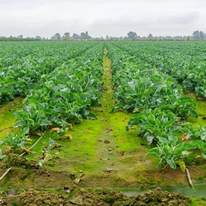 K&ouml;nnte beinhalten: Ein weitl&auml;ufiges landwirtschaftliches Feld mit langen, parallelen Reihen von kr&auml;ftig gr&uuml;nen Blattgem&uuml;sepflanzen, die in dunkler Erde wachsen. Ein schmaler Bew&auml;sserungskanal verl&auml;uft durch die Mitte des Feldes, mit d&uuml;nnen Rohren entlang der Reihen.