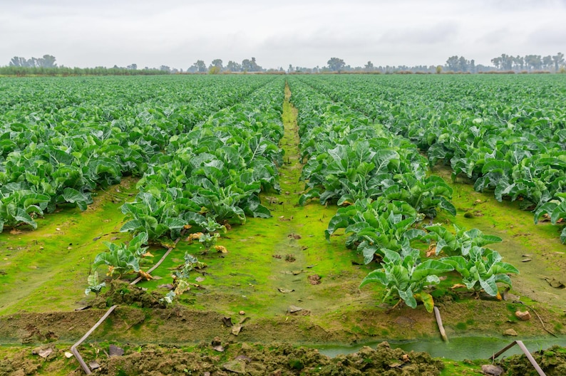 K&ouml;nnte beinhalten: Ein weitl&auml;ufiges landwirtschaftliches Feld mit langen, parallelen Reihen von kr&auml;ftig gr&uuml;nen Blattgem&uuml;sepflanzen, die in dunkler Erde wachsen. Ein schmaler Bew&auml;sserungskanal verl&auml;uft durch die Mitte des Feldes, mit d&uuml;nnen Rohren entlang der Reihen.