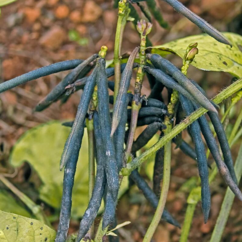 緑豆の種 100～300粒、Vigna radiata、緑豆、発芽 画像 3