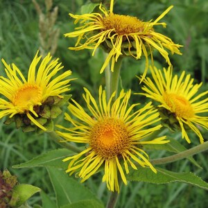 200+ nasion omanu wielkiego, Inula helenium, wysoka żółta roślina polna zdjęcie 4
