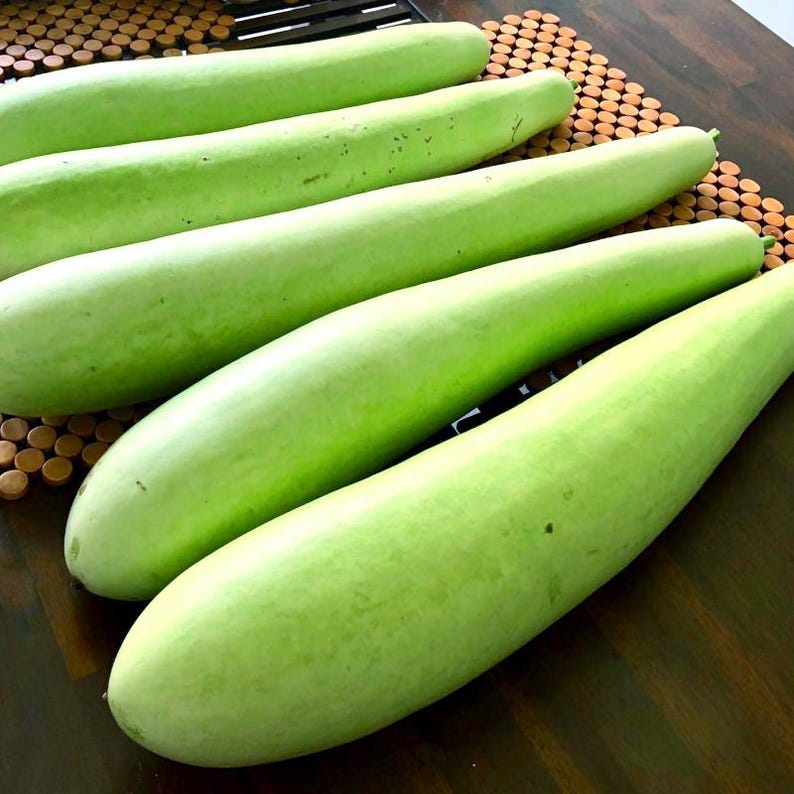 10+ Flaschenkürbis-Samen (Ramdev), Lagenaria siceraria, Kürbisse, Flaschenkürbisse und Melonen Bild 5