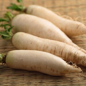 Oltre 100 semi di ravanello bianco (ravanello daikon), Raphanus sativus, Crucifere immagine 4
