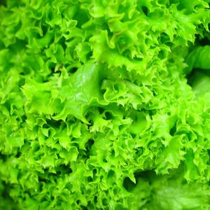 Oltre 100 semi di lattuga Grand Rapids, Lactuca sativa, lattuga verde a foglie sciolte immagine 3