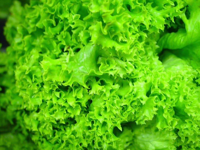 Oltre 100 semi di lattuga Grand Rapids, Lactuca sativa, lattuga verde a foglie sciolte immagine 3