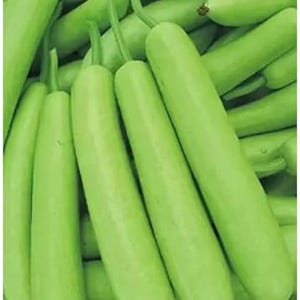 10+ nasion melona długiego Durgesh Komal, melo Cucumis zdjęcie 3