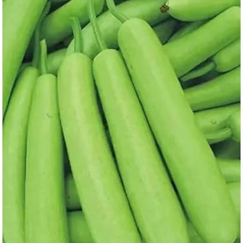 10+ nasion melona długiego Durgesh Komal, melo Cucumis zdjęcie 3