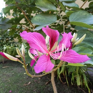 15-30 Purple Orchid Tree Seeds, Bauhinia Purpurea, Kachnar, Butterfly Tree, Camel's Foot, Tropical Flowering Tree Seeds image 9