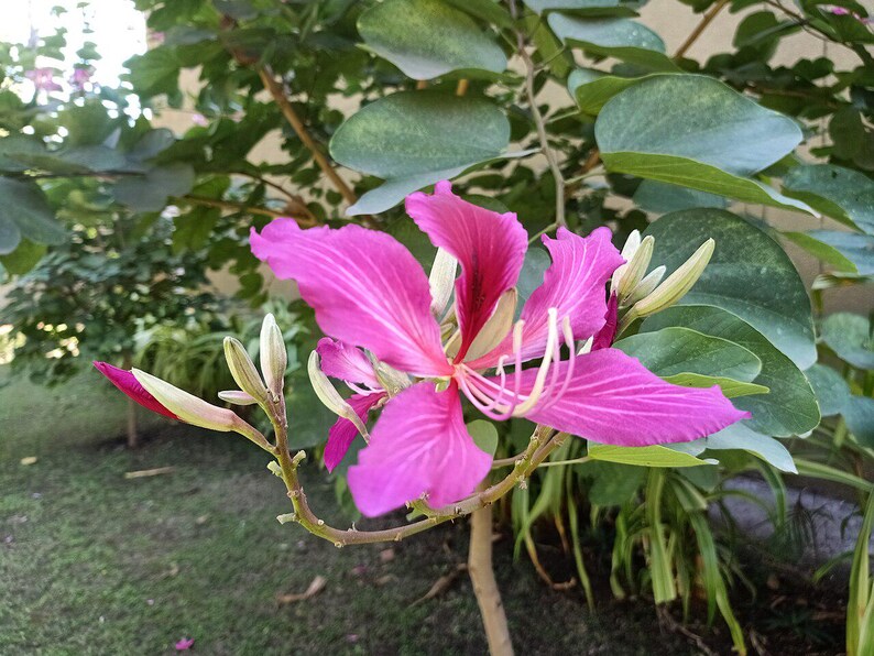 15-30 Purple Orchid Tree Seeds, Bauhinia Purpurea, Kachnar, Butterfly Tree, Camel's Foot, Tropical Flowering Tree Seeds image 9