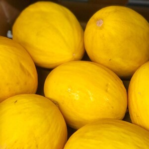 25+ Yellow melon Seeds, Cucumis melo, Pumpkins, gourds and melons image 4