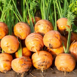 Puede incluir: Un grupo de zanahorias redondas tipo Par&iacute;s con ra&iacute;ces esf&eacute;ricas de color naranja y largos tallos de hojas de color verde vibrante. Las zanahorias est&aacute;n muy juntas, mostrando su forma de globo distintiva y su piel brillante y terrosa.