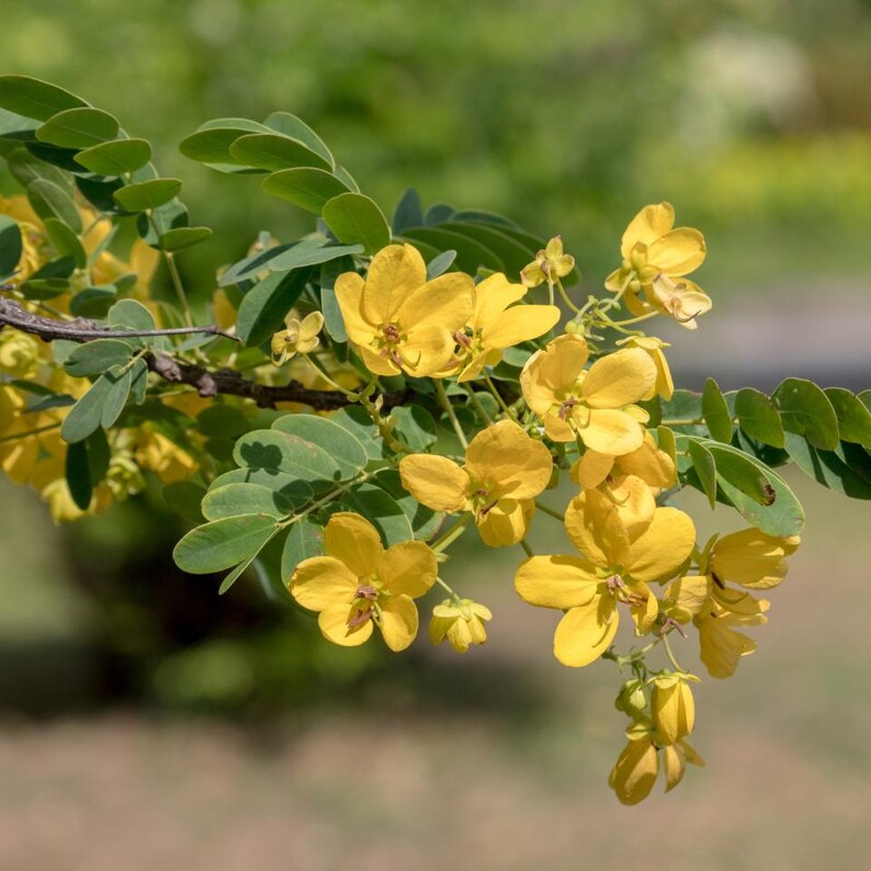 20-70 Kassodboomzaden, Senna siamea, Gele Cassia, Schaduwboom afbeelding 3