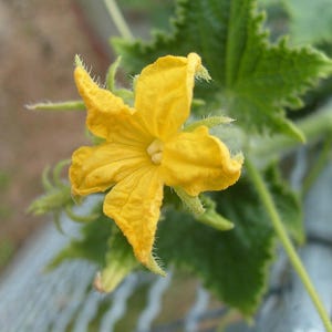 25+ Marketmore Cucumber Seeds, Cucumis sativus, Marketmore 76, Slicing Cucumber image 5
