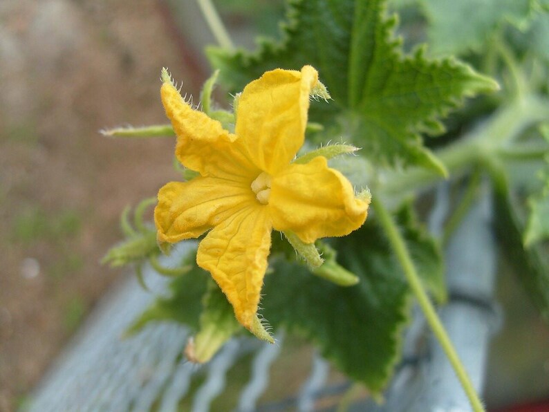 25+ Marketmore Cucumber Seeds, Cucumis sativus, Marketmore 76, Slicing Cucumber image 5