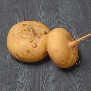 Meer dan 100 zaden van de gouden bolraap (Brassica rapa), een gele wortelgroente. afbeelding 7