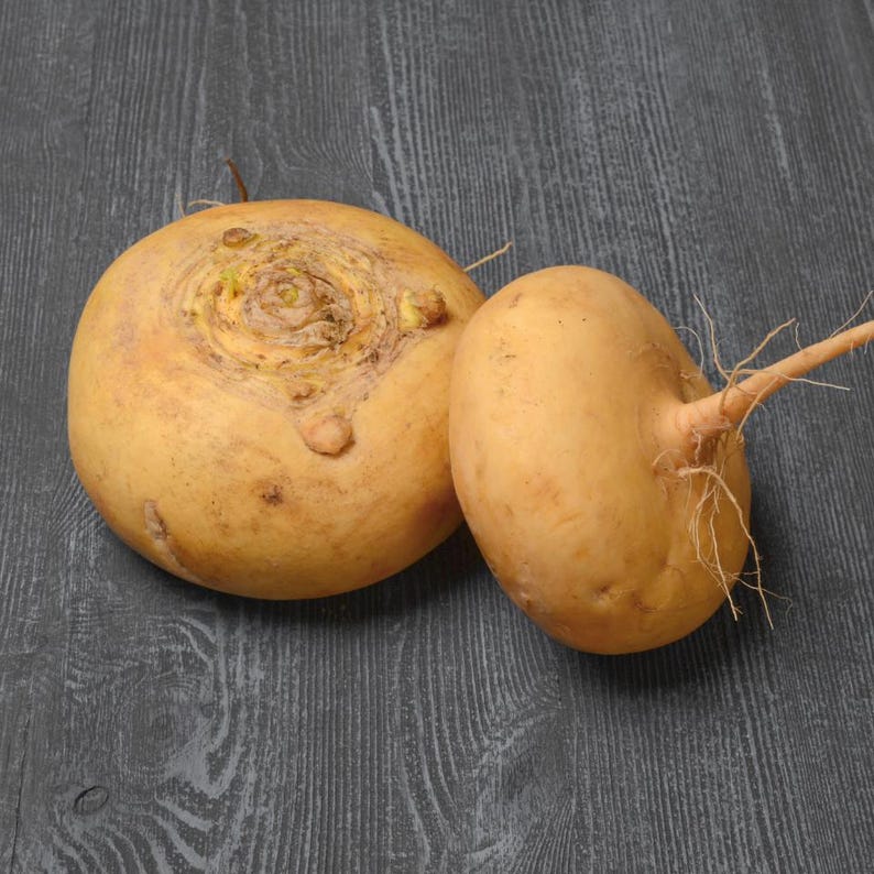 Meer dan 100 zaden van de gouden bolraap (Brassica rapa), een gele wortelgroente. afbeelding 7