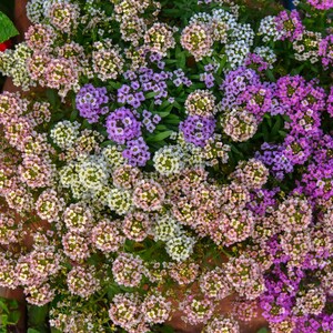 K&ouml;nnte beinhalten: Eine dichte Ansammlung von Steinkrautbl&uuml;ten mit einer lebendigen Mischung aus wei&szlig;en, blassrosa und tiefvioletten Bl&uuml;ten. Die kleinen, vierbl&auml;ttrigen Bl&uuml;ten sind eng beieinander angeordnet, wobei gr&uuml;nes Laub unter dem Bl&uuml;tenmeer sichtbar ist.