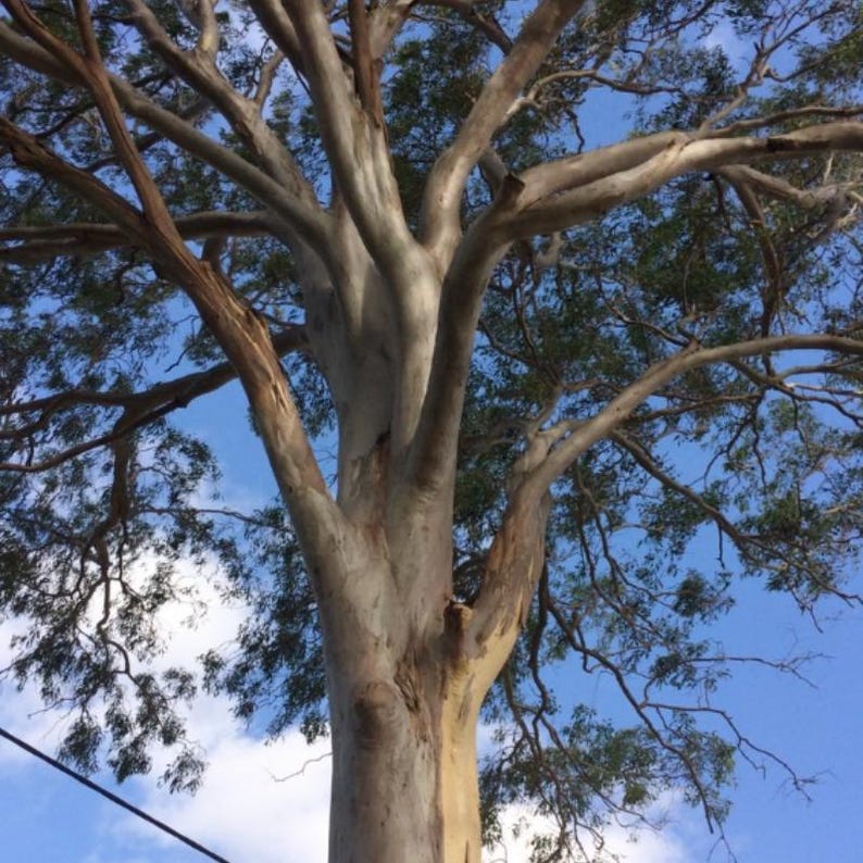 Más de 200 semillas de eucalipto rojo de bosque, Eucalyptus tereticornis, árbol de eucalipto de sombra imagen 4