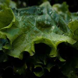 Oltre 100 semi di lattuga Grand Rapids, Lactuca sativa, lattuga verde a foglie sciolte immagine 4