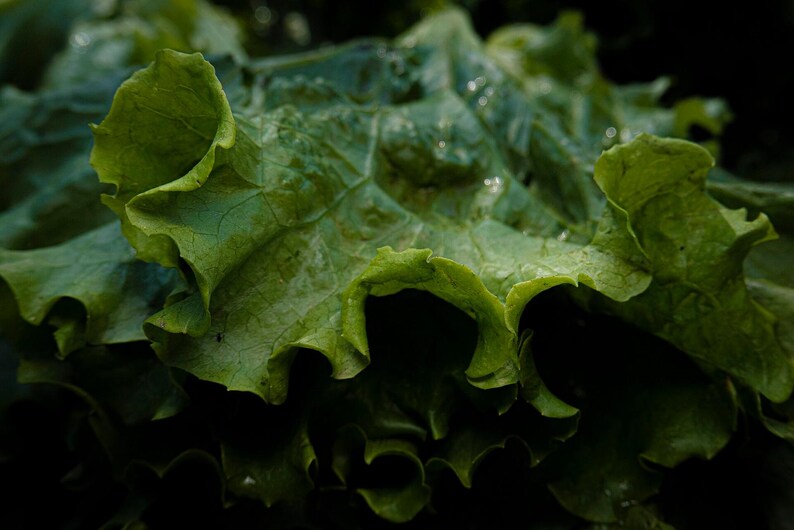 Oltre 100 semi di lattuga Grand Rapids, Lactuca sativa, lattuga verde a foglie sciolte immagine 4