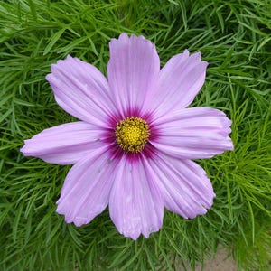 Über 100 Kosmeensamen, Kosmeen der Art Cosmos Bipinnatus, Kosmeen in verschiedenen Farben, rosa-weiße Blüten, Bauerngarten, bestäuberfreundliche Schnittblumensamen Bild 5