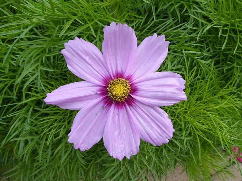 Über 100 Kosmeensamen, Kosmeen der Art Cosmos Bipinnatus, Kosmeen in verschiedenen Farben, rosa-weiße Blüten, Bauerngarten, bestäuberfreundliche Schnittblumensamen Bild 5