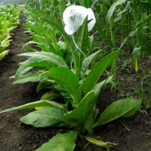 Peut inclure: Une plante de tabac verte poussant dans un sol sombre avec un sac de protection blanc recouvrant le bourgeon floral sup&eacute;rieur. La plante pr&eacute;sente de larges feuilles allong&eacute;es dispos&eacute;es en rosette, avec d'autres plantes similaires en arri&egrave;re-plan.
