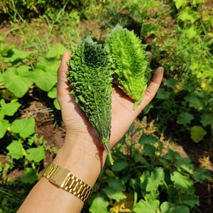 Pode incluir: Dois mel&otilde;es amargos frescos com casca verde texturizada e rugosa. Um mel&atilde;o &eacute; alongado e verde-escuro, enquanto o outro &eacute; mais curto e verde-claro. Os vegetais s&atilde;o segurados na palma da m&atilde;o, com um rel&oacute;gio de metal dourado no pulso.
