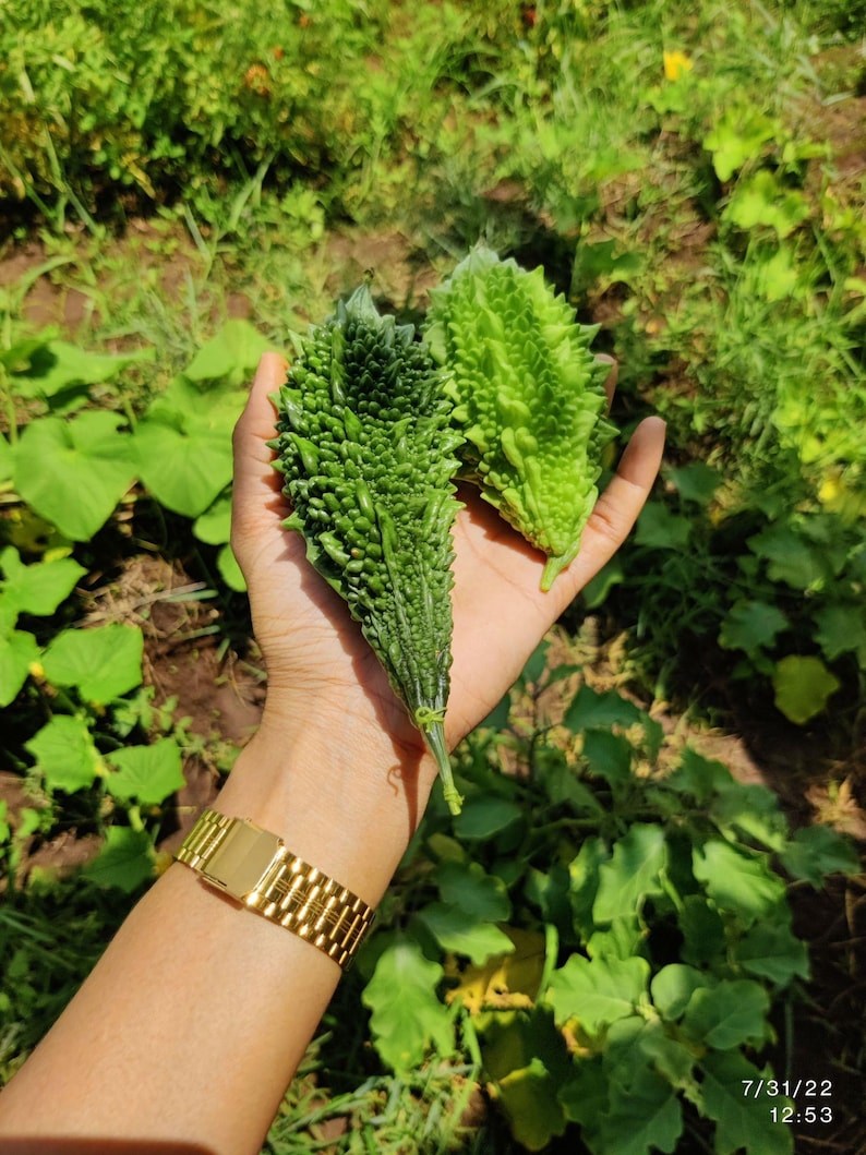 Pode incluir: Dois mel&otilde;es amargos frescos com casca verde texturizada e rugosa. Um mel&atilde;o &eacute; alongado e verde-escuro, enquanto o outro &eacute; mais curto e verde-claro. Os vegetais s&atilde;o segurados na palma da m&atilde;o, com um rel&oacute;gio de metal dourado no pulso.