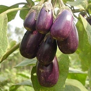 May include: A cluster of small, glossy, deep purple aubergines hanging from a green plant stem. The aubergines have smooth, rounded, teardrop-shaped bodies with light green, textured calyxes at the top where they attach to the leafy green vine.
