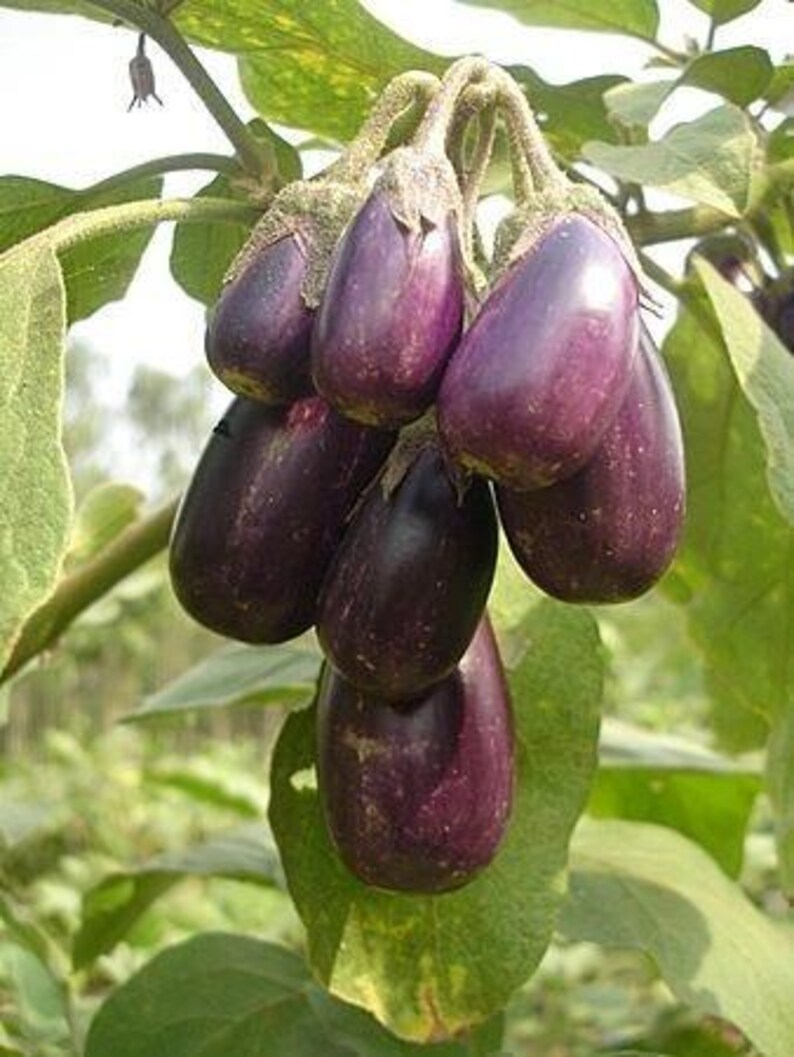 May include: A cluster of small, glossy, deep purple aubergines hanging from a green plant stem. The aubergines have smooth, rounded, teardrop-shaped bodies with light green, textured calyxes at the top where they attach to the leafy green vine.