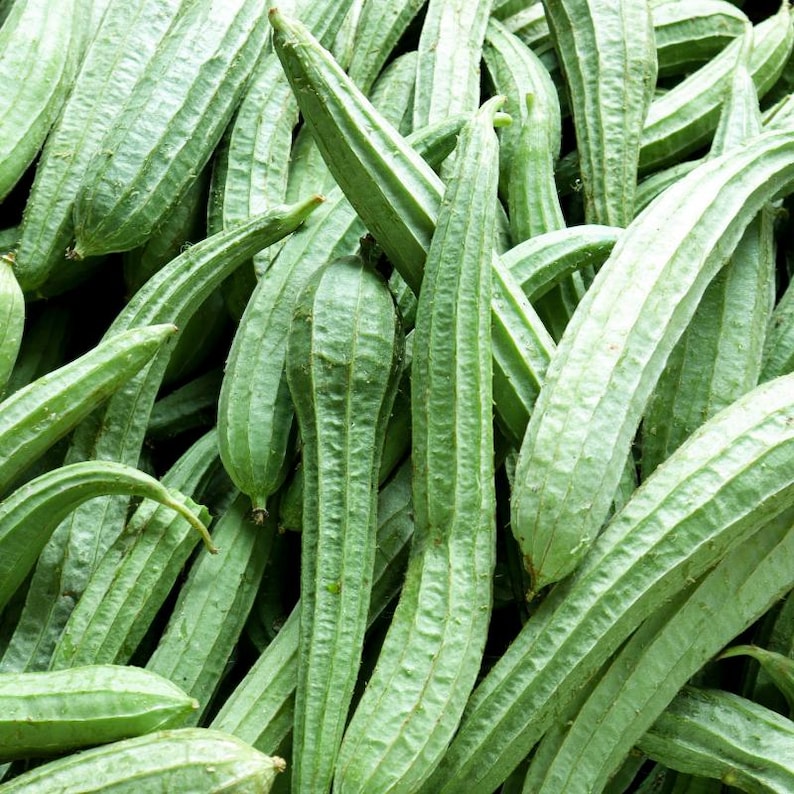 10+ lange groene ribbelpompoenzaden, Luffa acutangula, ribbelpompoen, Indiase groente afbeelding 11