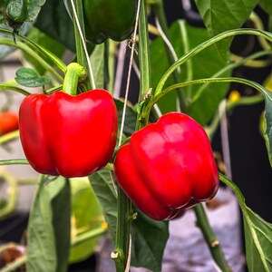 Más de 20 semillas de pimiento rojo dulce, Capsicum annuum, pimiento rojo, pimiento dulce suave. imagen 9