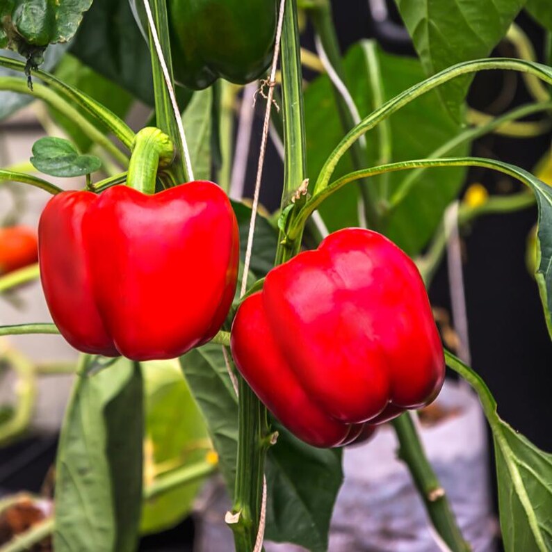 Más de 20 semillas de pimiento rojo dulce, Capsicum annuum, pimiento rojo, pimiento dulce suave. imagen 9
