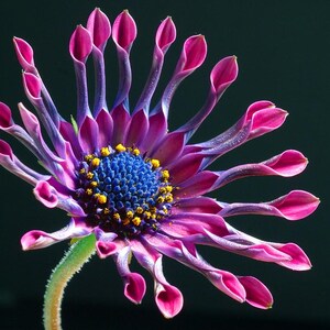 100+ Osteospermum Flower Seeds, Osteospermum ecklonis, African Daisy, Cape Daisy image 1