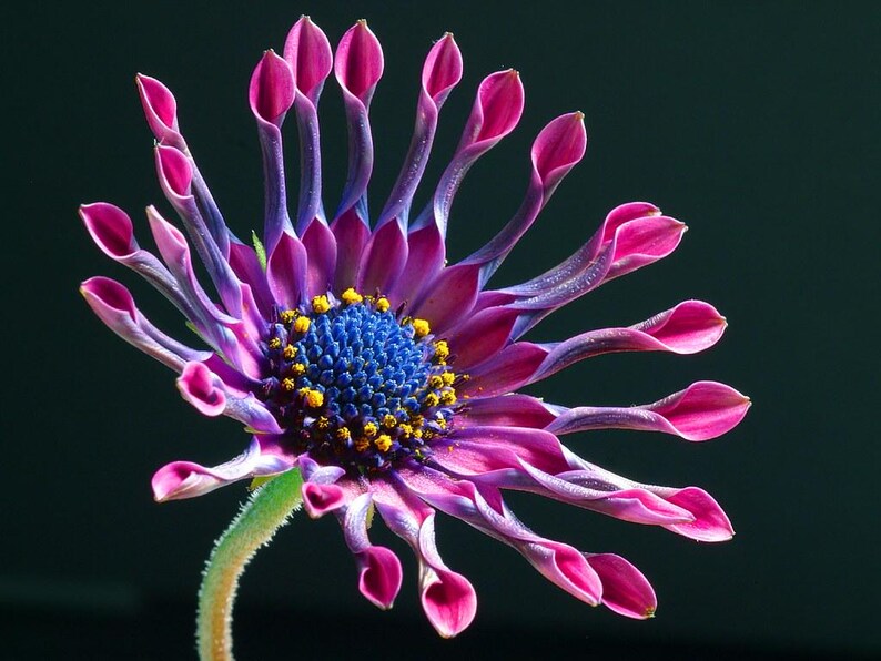 100+ Osteospermum Flower Seeds, Osteospermum ecklonis, African Daisy, Cape Daisy image 1
