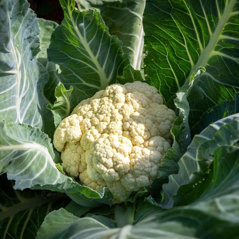 Meer dan 100 zaden van sneeuwbolbloemkool, Brassica oleracea, Kruisbloemigen afbeelding 10