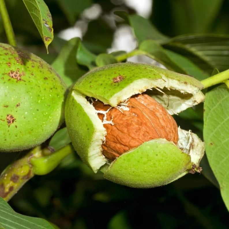 5+ Himalayan Walnut Seeds, Juglans regia, Walnut Tree image 4