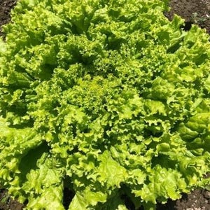 Pu&ograve; includere: Una vivace cespo di lattuga da taglio con foglie verde chiaro densamente raggruppate e arricciate. La pianta presenta una consistenza complessa e riccia che si irradia dal centro, mostrando tonalit&agrave; brillanti di lime e verde giallastro.