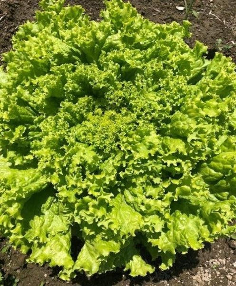 Pu&ograve; includere: Una vivace cespo di lattuga da taglio con foglie verde chiaro densamente raggruppate e arricciate. La pianta presenta una consistenza complessa e riccia che si irradia dal centro, mostrando tonalit&agrave; brillanti di lime e verde giallastro.