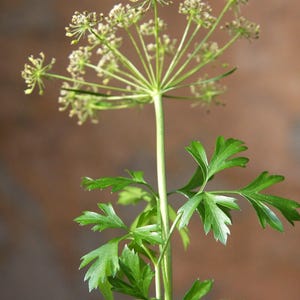 Oltre 300 semi di prezzemolo italiano a foglia piatta, Petroselinum crispum, prezzemolo italiano, erba aromatica immagine 6