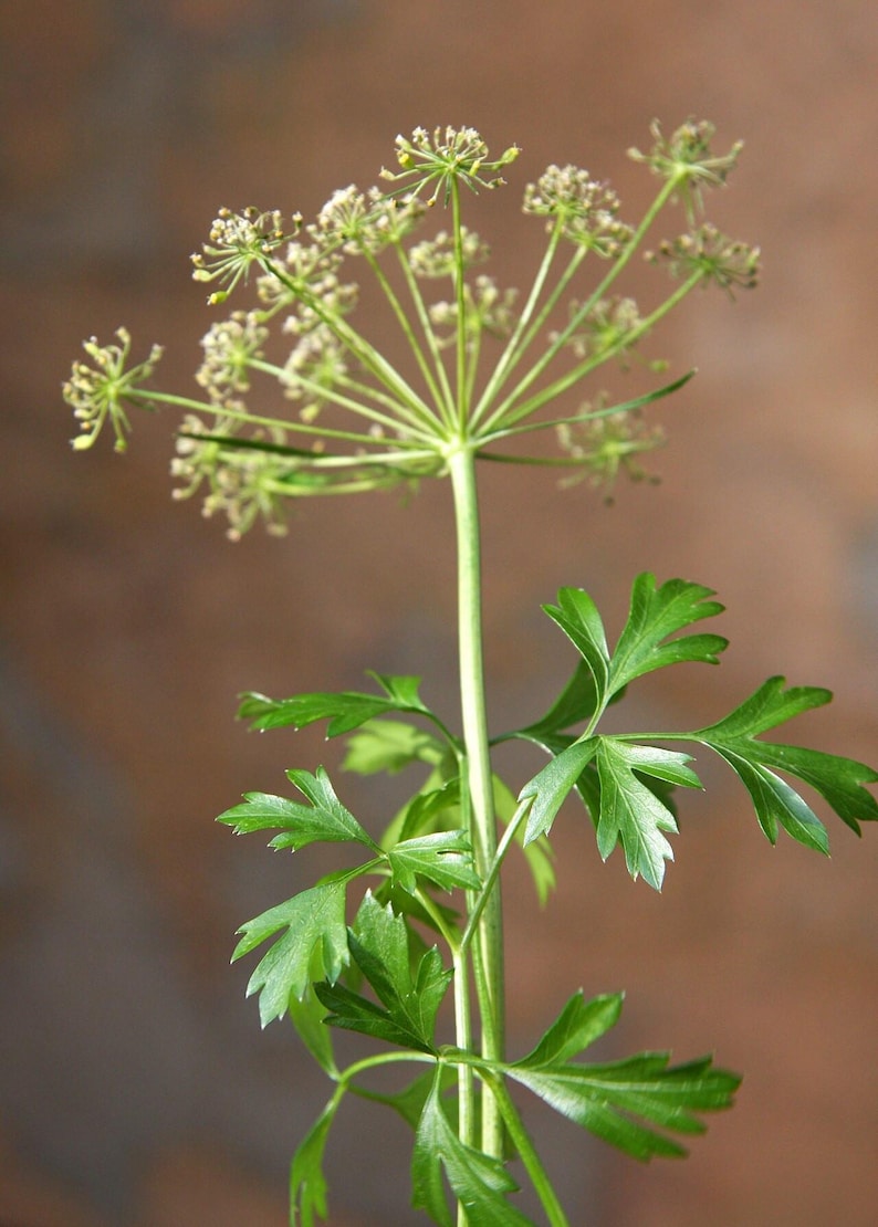 Oltre 300 semi di prezzemolo italiano a foglia piatta, Petroselinum crispum, prezzemolo italiano, erba aromatica immagine 6
