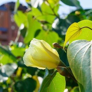 10-30 Portia Tree Seeds, Thespesia Populnea, Indian Tulip Tree, Milo, Pacific Rosewood image 9