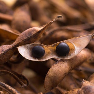 Más de 10 semillas de soja Kala Bhatt, Glycine max, soja negra del Himalaya, Pahari Bhatt imagen 2