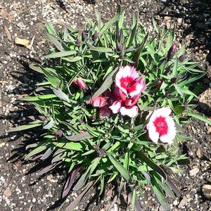 Über 100 Samen der Nelke 'Baby Doll', Dianthus chinensis, Chinesische Nelke, Baby Doll-Nelke, Duftende, mehrfarbige Blüten, Gartenblumensamen Bild 7
