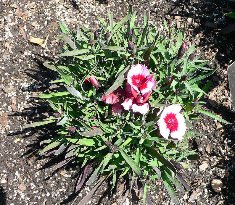 Über 100 Samen der Nelke 'Baby Doll', Dianthus chinensis, Chinesische Nelke, Baby Doll-Nelke, Duftende, mehrfarbige Blüten, Gartenblumensamen Bild 7