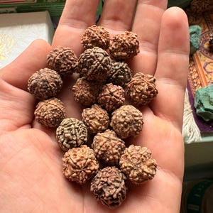 Puede incluir: Una colecci&oacute;n de peque&ntilde;as cuentas Rudraksha redondas y marrones con superficies profundamente texturizadas y arrugadas. Cada cuenta presenta una estructura multifac&eacute;tica distinta con crestas y surcos visibles, mostrando un aspecto natural, org&aacute;nico y le&ntilde;oso.